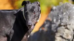 tambourine_grey_adozione_25-scaled