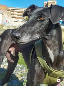sultan_galgo_adozione_06