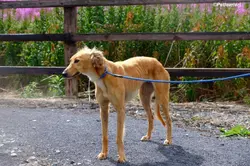 Violet-adozione-levrieri-greyhound-15