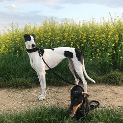 50428378_455803071620578_8035644503828201472_n