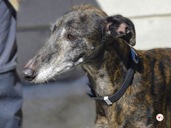 gisela_galgo_adozione_2 (Mittel)