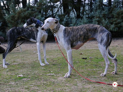 alaska_galgo_adozione_2 (Mittel)