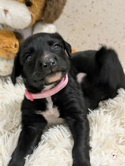 camilla_grey_cucciolo_adozione_8