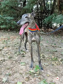 gauri_galgo_adozione_01