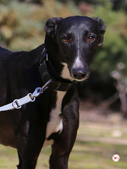morenita_galgo_adozione_2 (Mittel)