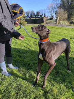 comet_grey_adozione_13 (Mittel)