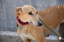 bimba_galgo_adozione_4 (Mittel)