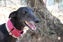isla_galgo_adozione_11 (Mittel)