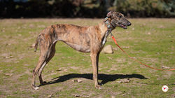 riina_galgo_adozione_6 (Mittel)