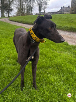 cassie_grey_adozione_13 (Mittel)