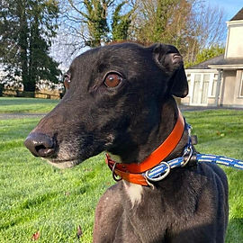 comet_1 (Mittel).jpeg