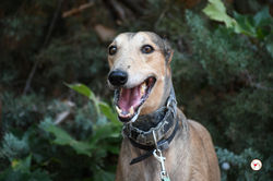 rodrigo_galgo_adozione_54 (Mittel)
