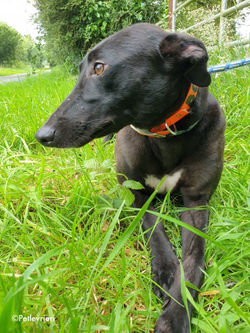 lauren-adozione-levrieri-greyhound-7-768