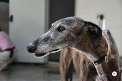 lira_galgo_adozione_8 (Mittel)
