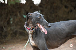 elora_galgo_adozione_3 (Mittel)