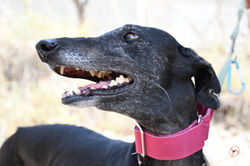 isla_galgo_adozione_13 (Mittel)
