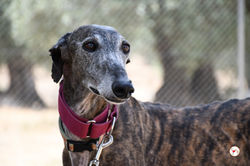 lira_galgo_adozione_22 (Mittel)