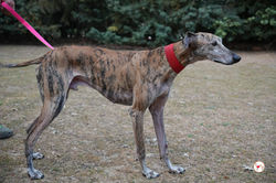 caramelo_galgo_adozione_15 (Mittel)