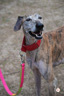 caramelo_galgo_adozione_33 (Mittel)