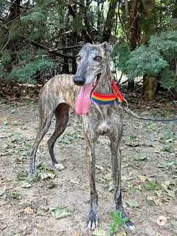 gauri_galgo_adozione_03