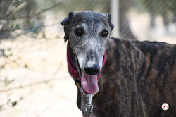 lira_galgo_adozione_25 (Mittel)