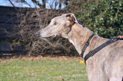 rossa-adozione-levrieri-greyhound-4-scaled (Medium)