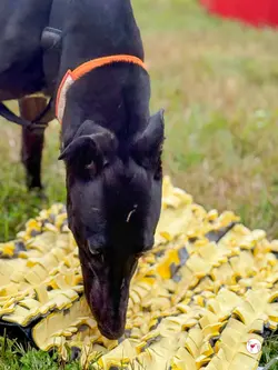 tambourine_grey_adozione_64