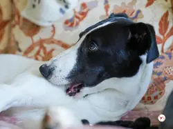 bertie_grey_adozione_10
