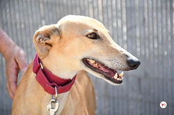 bimba_galgo_adozione_9 (Mittel)