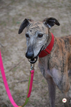caramelo_galgo_adozione_34 (Mittel)