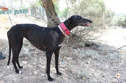 isla_galgo_adozione_8 (Mittel)