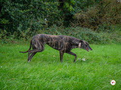 chianti_grey_adozione_26-scaled (Mittel)