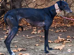 cora_galgo_adozione_01