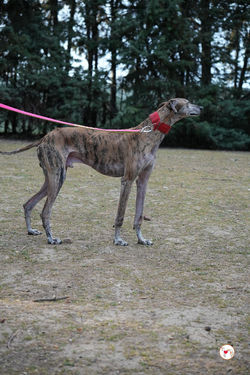 caramelo_galgo_adozione_24 (Mittel)