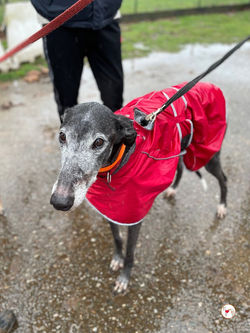 sid_galgo_foster_adozione_9 (Mittel)