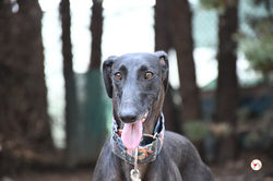 elora_galgo_adozione_13 (Mittel)