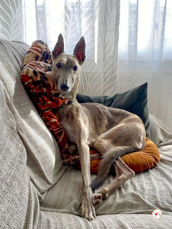 rocco_grey_adozione_03-scaled (Mittel)
