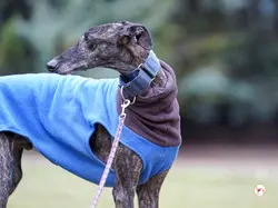 pistacho_galgo_adozione_16