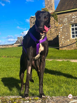 millie_grey_adozione_23 (Mittel)