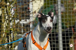 eanin_grey_adozione_35 (Mittel)