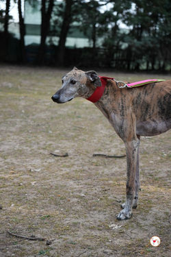 caramelo_galgo_adozione_21 (Mittel)
