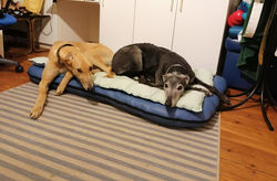 171575160_1371141786605048_5689392980952048334_n