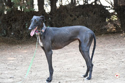 elora_galgo_adozione_6 (Mittel)