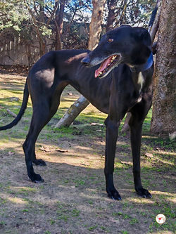 laika_galgo_adozione_04 (Mittel)