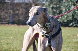rossa-adozione-levrieri-greyhound-1-scaled (Medium)