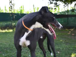 zeno_grey_adozione_03