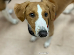 luna-adozione-lurcher-saluki-pet-levrieri-27-1