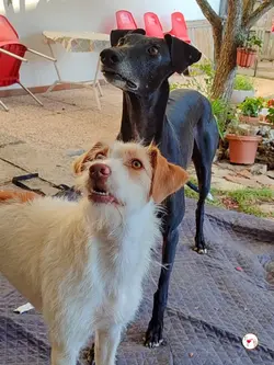 sultan_galgo_adozione_04