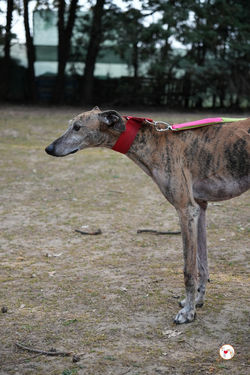 caramelo_galgo_adozione_22 (Mittel)