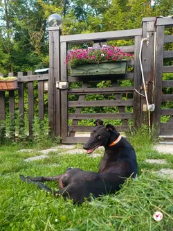 tambourine_grey_adozione_58